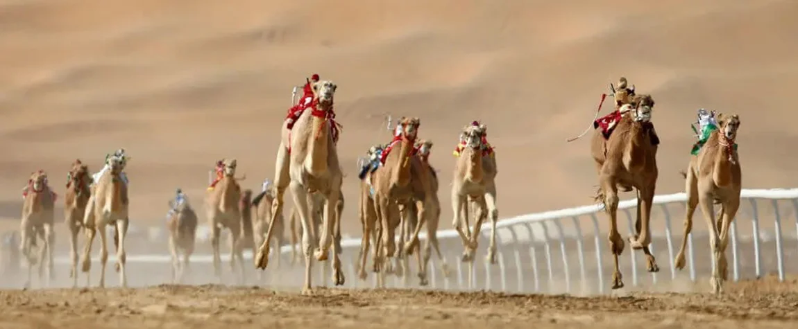 Traditional Emirati Activities: Falconry, Camels & Henna