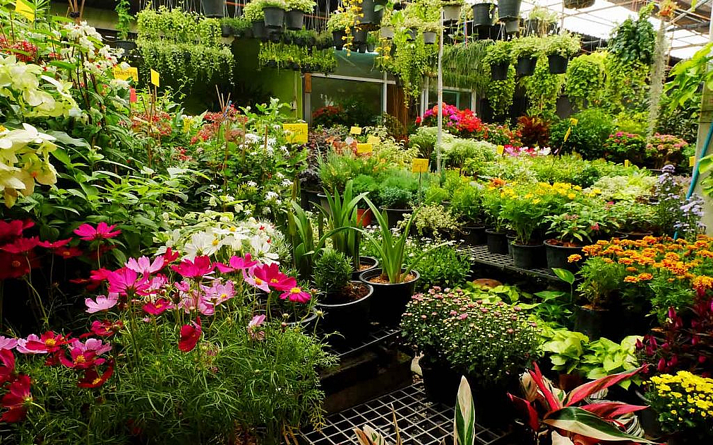 Affordable Plants In Dubai